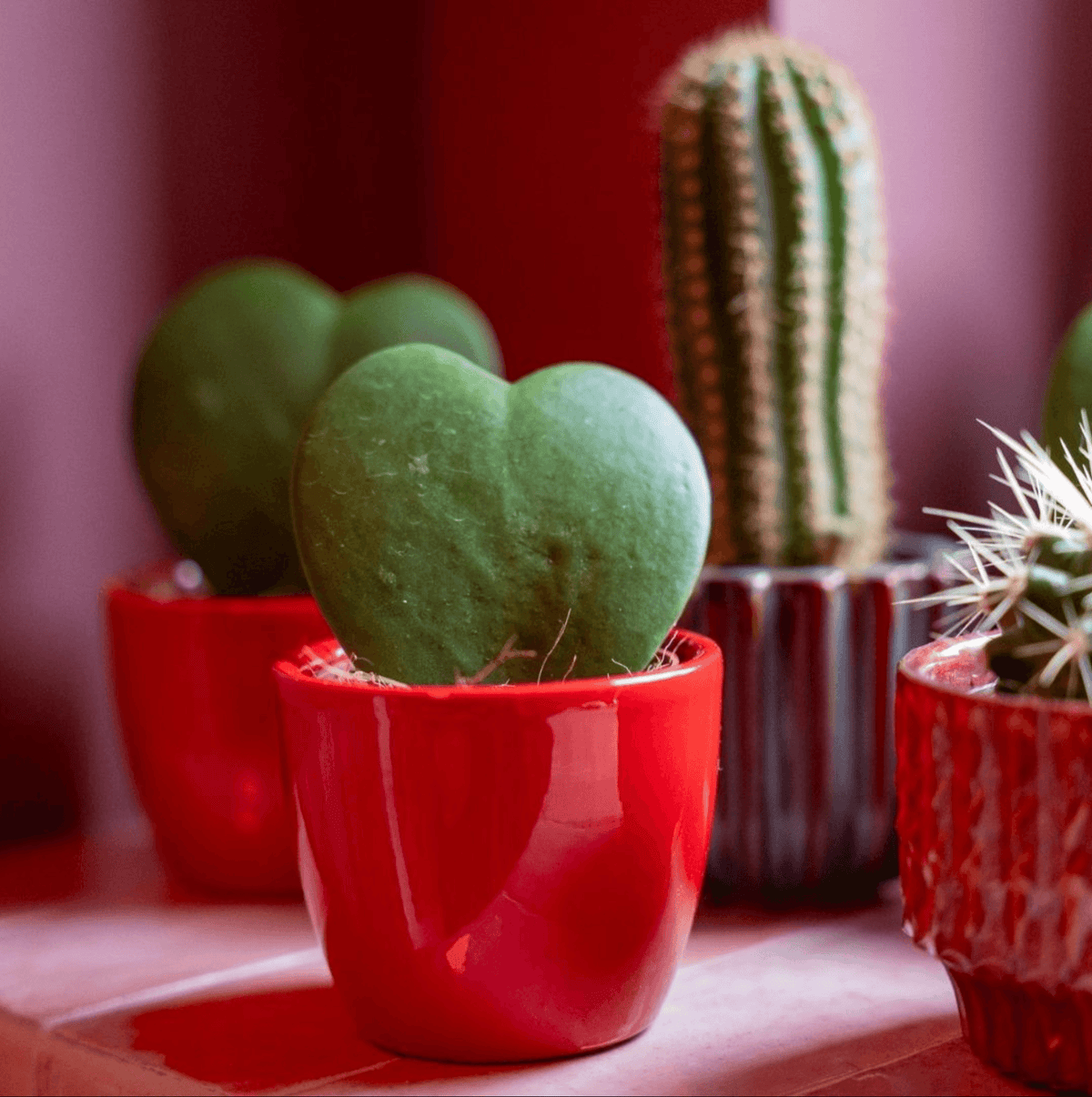 Plant set van 3 met mini pot - Love - Vetplanten - roze/rood - Ø 6 cm 
