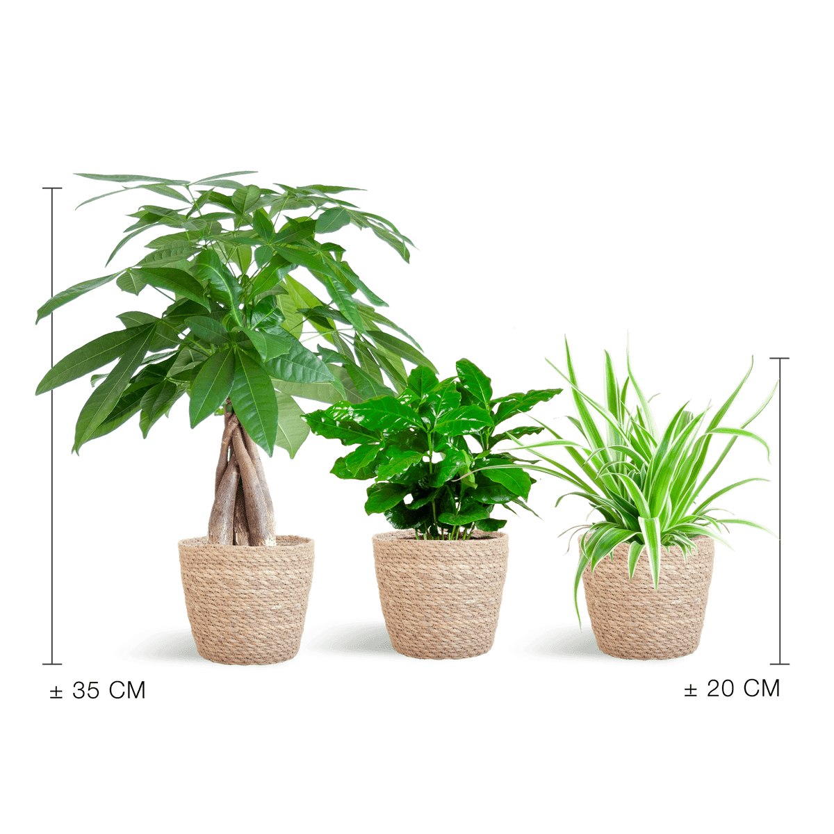 Tierfreundlicher Pflanzenkasten – Zimmerpflanzen-Mix – 3 grüne Pflanzen – Ø12 cm – Korb Sofia Natur – ungiftig für Katzen, Hunde & Kinder 
