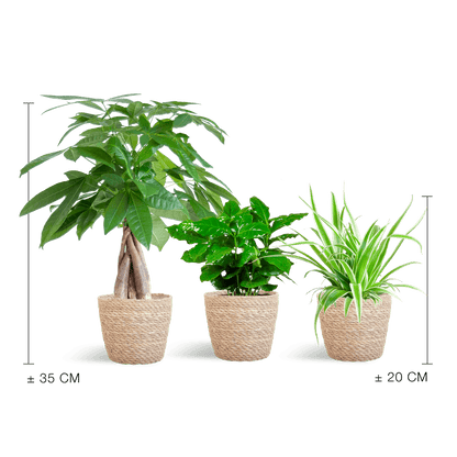 Tierfreundlicher Pflanzenkasten – Zimmerpflanzen-Mix – 3 grüne Pflanzen – Ø12 cm – Korb Sofia Natur – ungiftig für Katzen, Hunde & Kinder 