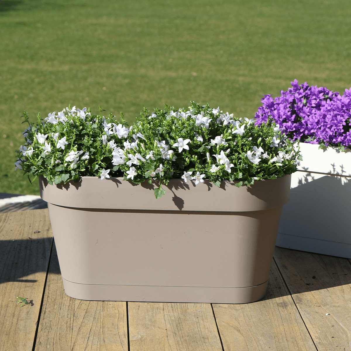 Campanula Addenda Ambella weiß - Balkonpflanzer taupe mit 3 Stück Campanula Topfgröße 12cm - Inkl. Aufhängesystem - Glockenblume Weiß - Stauden 