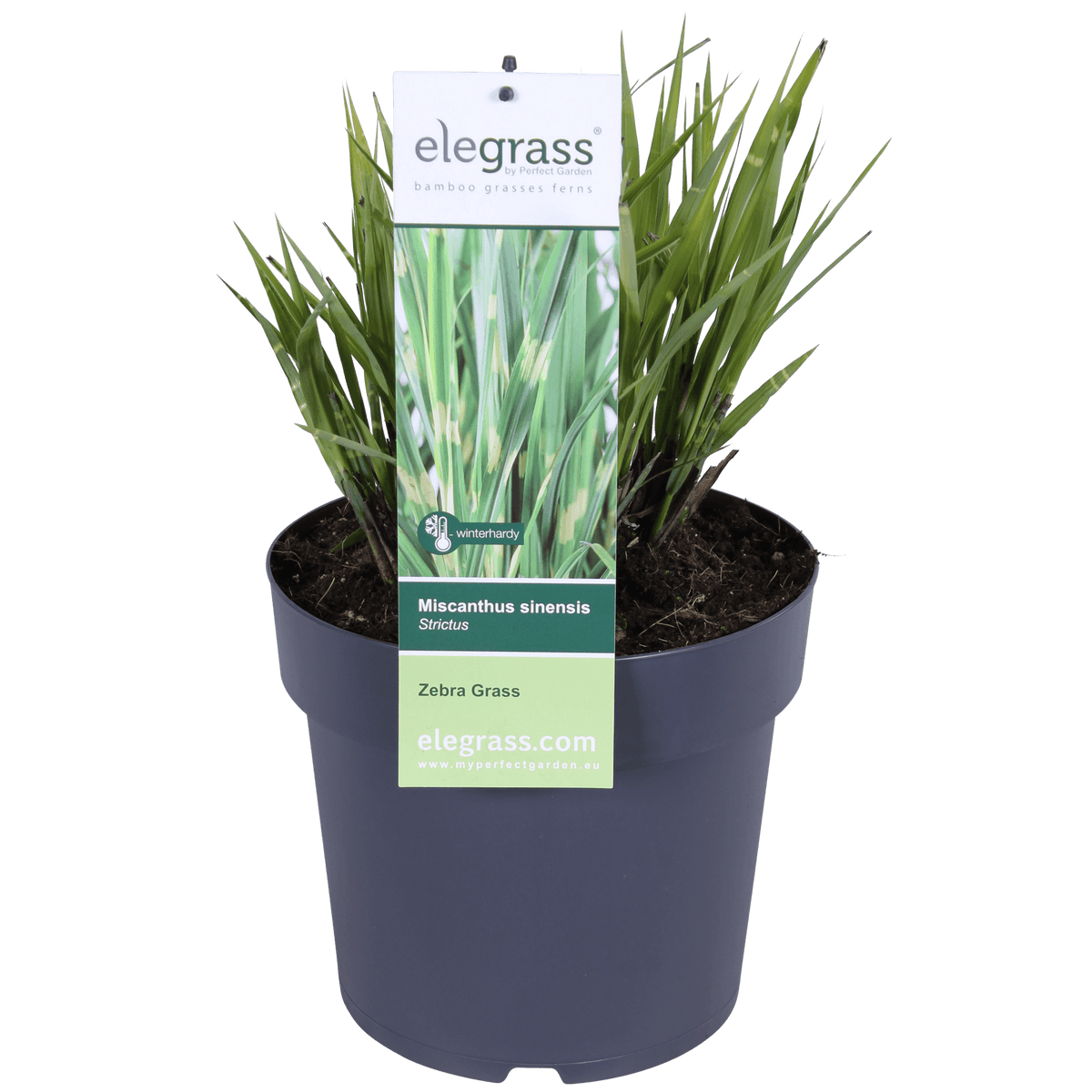 Stachelschweingras Miscanthus sinensis Strictus – Ziergras – Ø23cm – ↕60cm – Zebragras mit grün-gelben Querstreifen – Winterhart & pflegeleicht – Für Beet & Kübel 