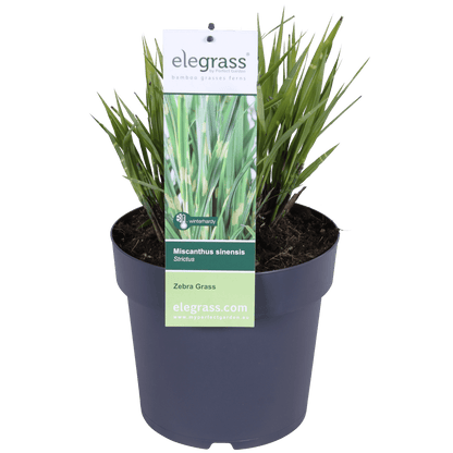 Stachelschweingras Miscanthus sinensis Strictus – Ziergras – Ø23cm – ↕60cm – Zebragras mit grün-gelben Querstreifen – Winterhart & pflegeleicht – Für Beet & Kübel 