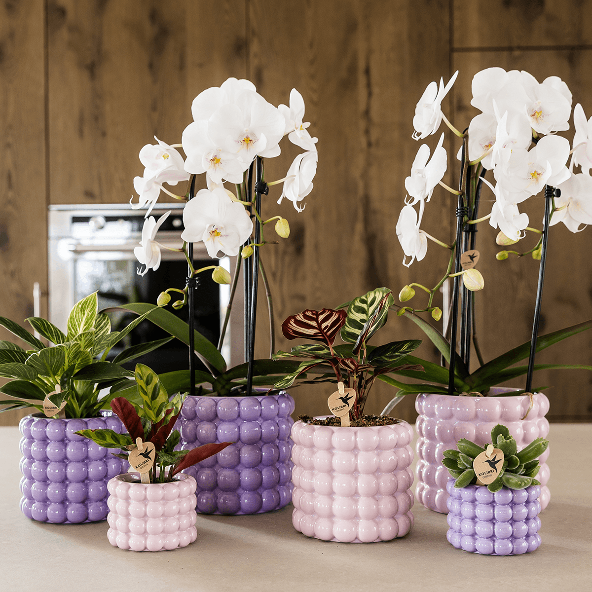Kolibri Orchids | Pflanzenset Poppy Lila | Weiße Lausanne Orchidee 12 cm + Grünpflanze 9 cm inkl. Übertöpfen – frisch vom Züchter 