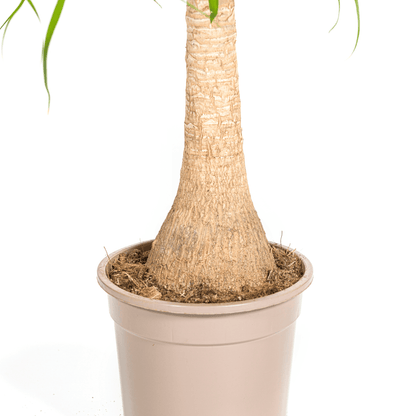 Elefantenfuß Beaucarnea Recurvata – Zimmerpflanze – Ø21cm – 60-80cm Höhe – Trockenheitsverträglich & pflegeleicht 