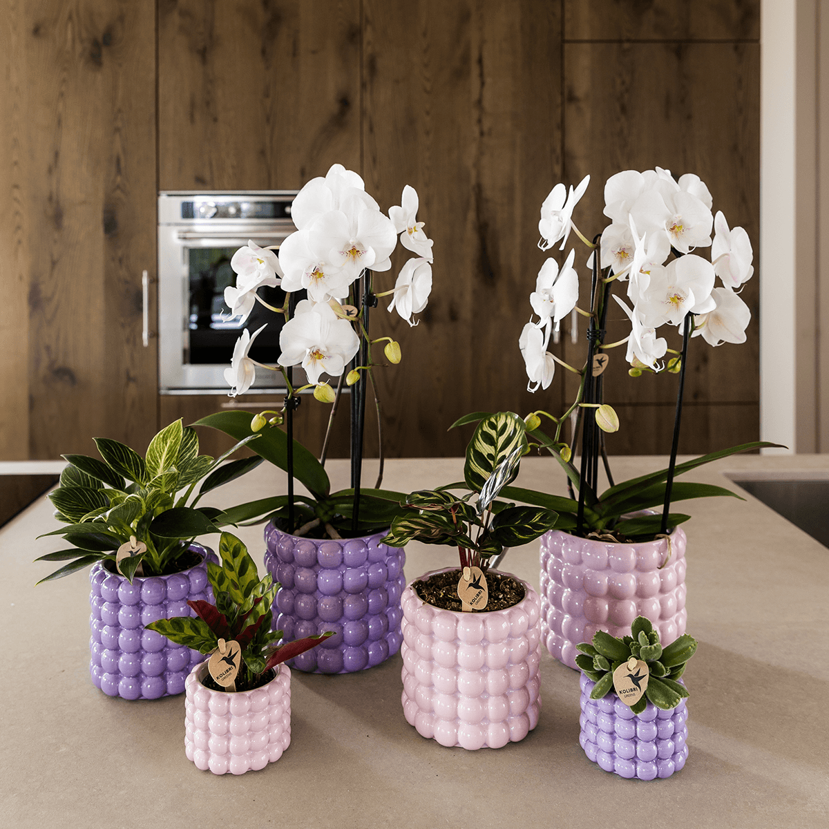 Kolibri Home | Poppy Ziertopf - Purple - Ø12cm 