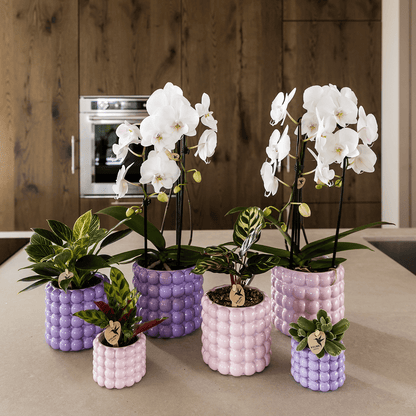 Kolibri Home | Poppy Ziertopf - Purple - Ø12cm 