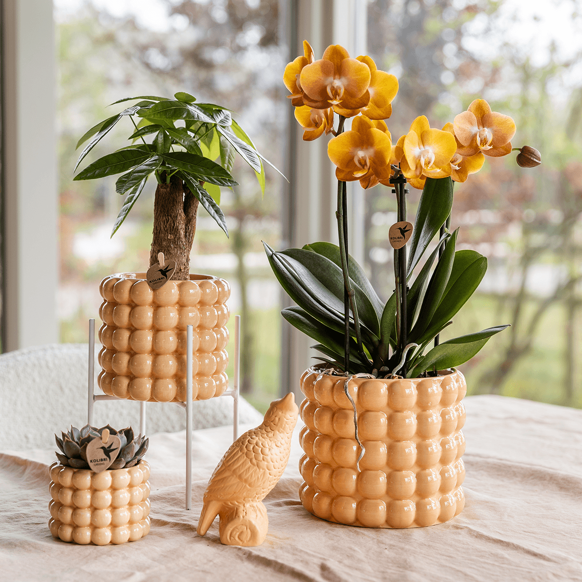 Kolibri Orchids | Orange/gelbe Las Vegas Orchidee + Poppy Peach Übertopf – Topfgröße Ø12cm | blühende Zimmerpflanze – frisch vom Züchter 