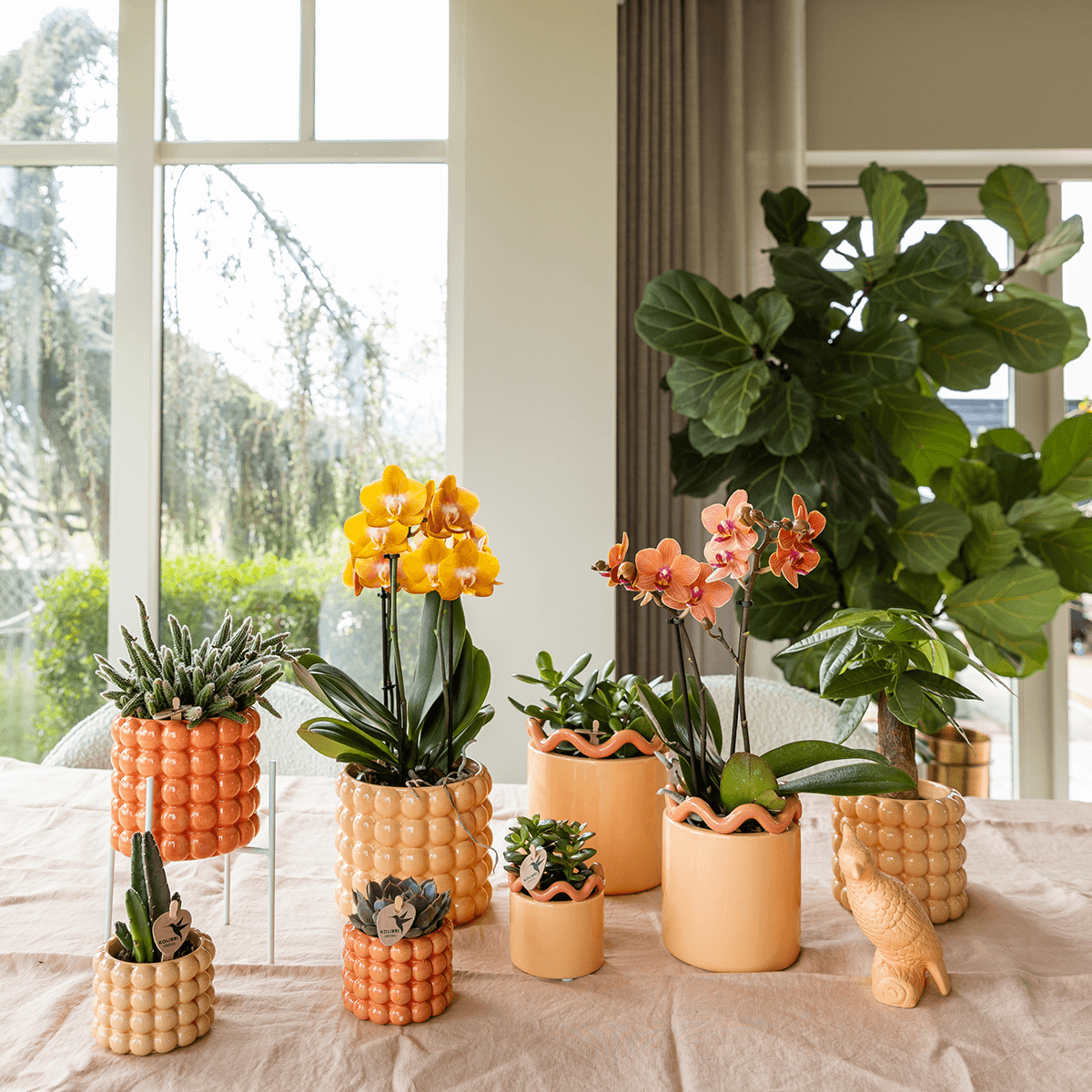 Kolibri Orchids | Orange/gelbe Las Vegas Orchidee + Poppy Peach Übertopf – Topfgröße Ø12cm | blühende Zimmerpflanze – frisch vom Züchter 