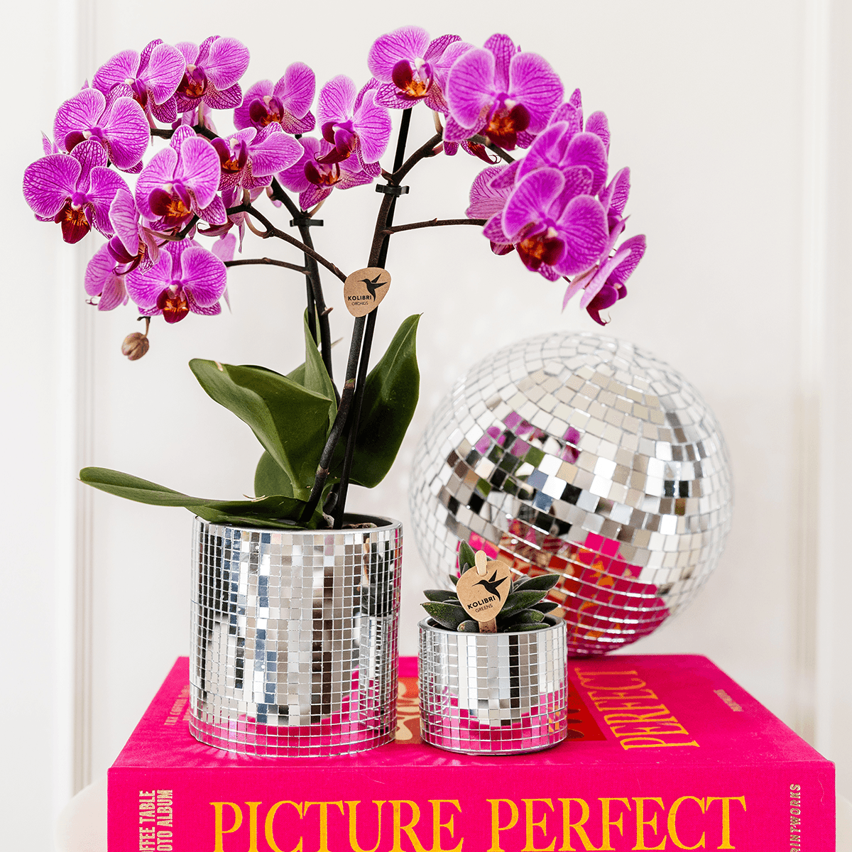 Kolibri Company | Disco Pflanzenset | Violette Vienna Orchidee 9cm + Sukkulente inkl. Keramik‑Übertöpfe 