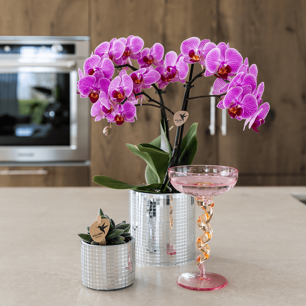 Kolibri Company | Disco Pflanzenset | Violette Vienna Orchidee 9cm + Sukkulente inkl. Keramik‑Übertöpfe 