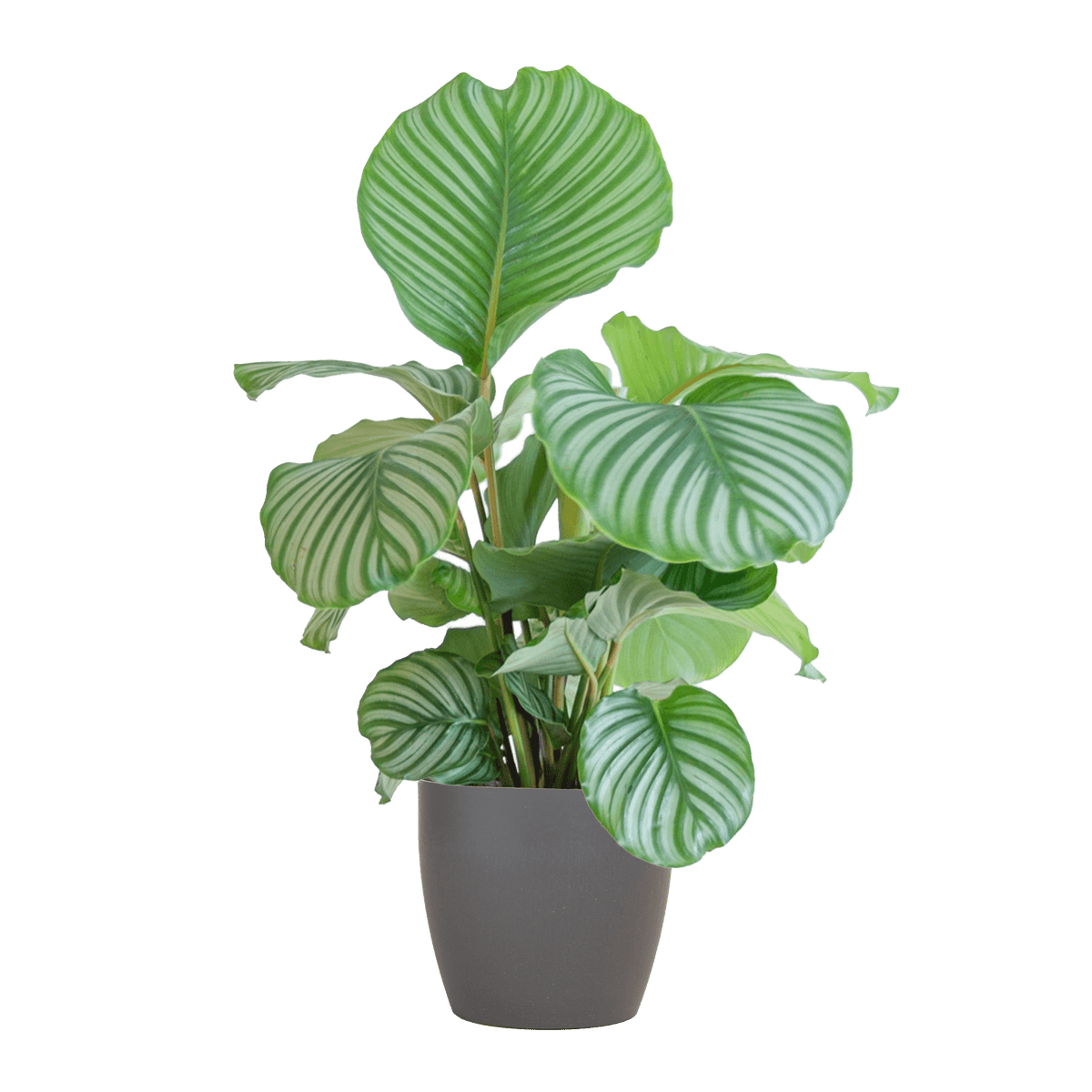 Korbmarante Calathea Orbifolia – Zimmerpflanze 65cm – Ø21cm – Luftreinigend – Inklusive biologisch abbaubarem Viber-Topf Grau – Exotische Zimmerpflanze mit mintgrünen Blättern 