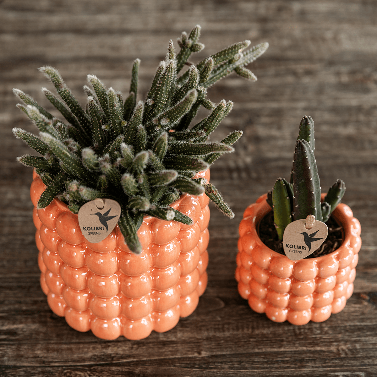 Kolibri Orchids | Pflanzenset Poppy Orange Nazare | Weiße Nazare Orchidee Ø9 cm + Grünpflanze Ø6 cm inkl. Übertöpfen – frisch vom Züchter 