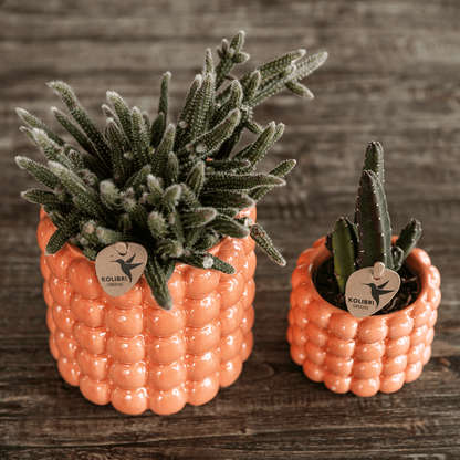 Kolibri Orchids | Pflanzenset Poppy Orange Nazare | Weiße Nazare Orchidee Ø9 cm + Grünpflanze Ø6 cm inkl. Übertöpfen – frisch vom Züchter 