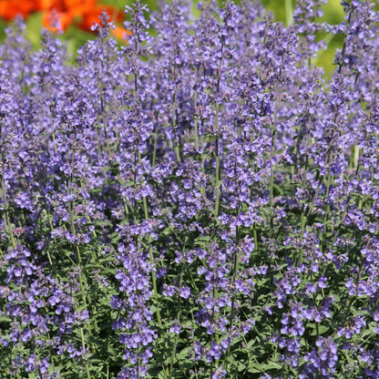 Nepeta Grol Katzenminze Blauviolett blühende Staude Ø9cm 6 Stück