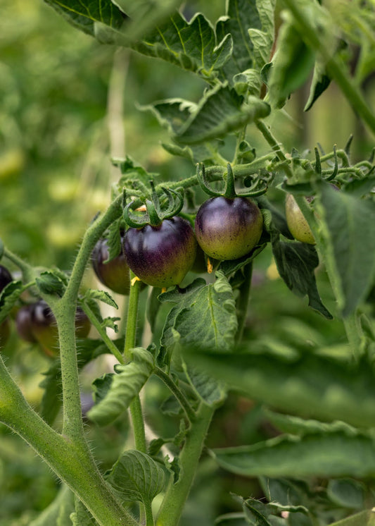 Bosque Blue Bumblebee Tomatensamen – Zier- & Sammlersorte mit tiefblauer Schale und gelbem Fruchtfleisch – 10 Samen – Dekorative Tomatenpflanzen für Garten & Topf - Oasis of Life