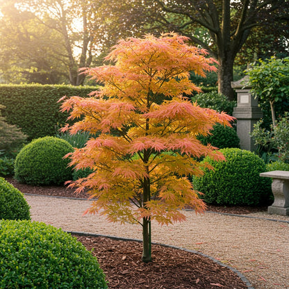 Japanischer Ahorn Acer palmatum 'Katsura' – Orange – Balkon- & Gartenpflanze – Ø19 cm – Ca. 70 cm hoch – Kompakter Zierahorn mit beeindruckendem Farbwechsel 