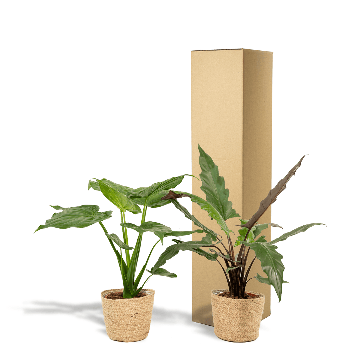 Pfeilblatt - Alocasia Cucullata - Ø19cm - ↕60cm + Alocasia Lauterbachiana - Ø19cm - ↕75cm + Korb Selin 