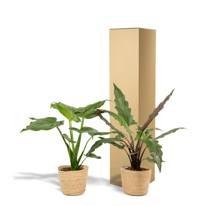 Pfeilblatt - Alocasia Cucullata - Ø19cm - ↕60cm + Alocasia Lauterbachiana - Ø19cm - ↕75cm + Korb Selin 
