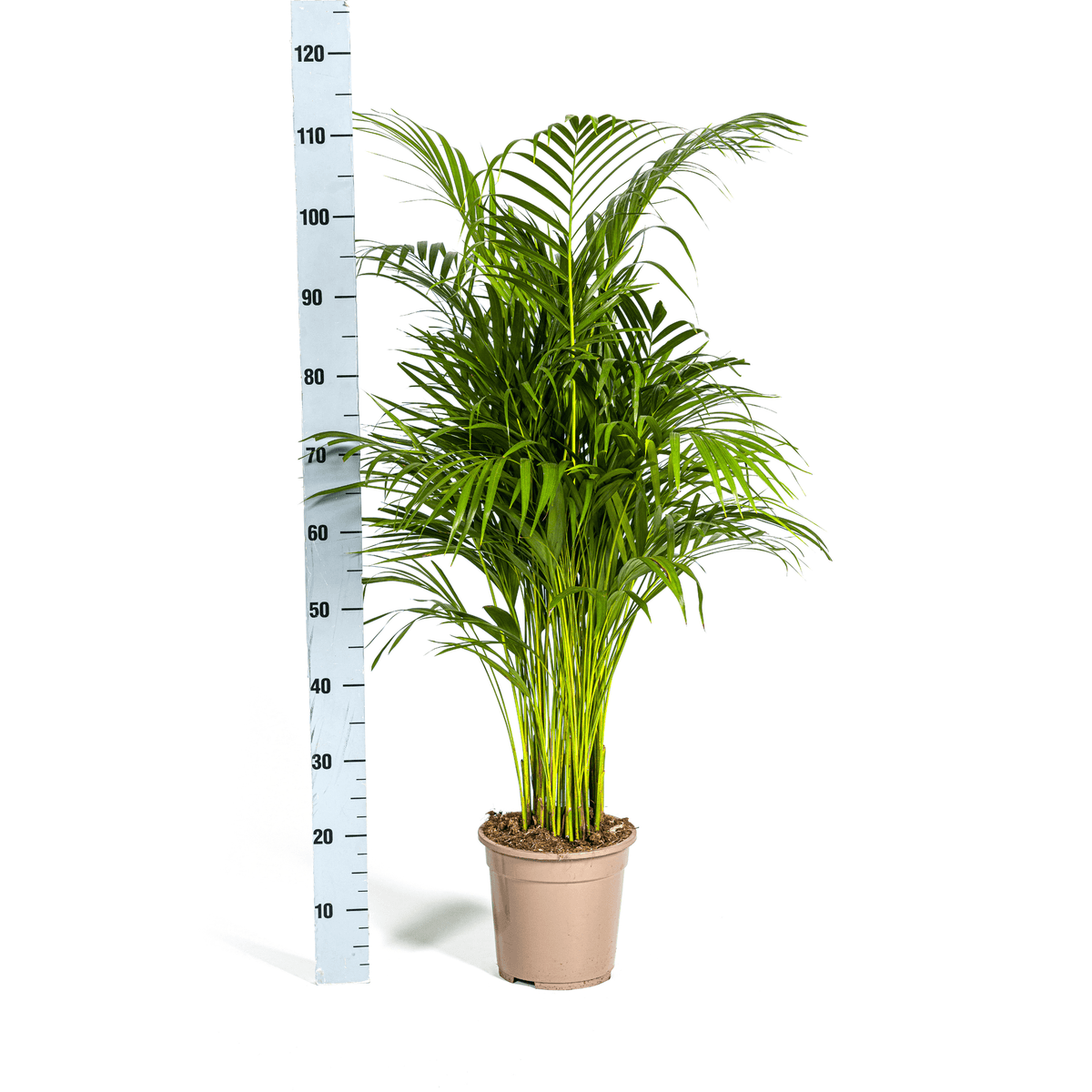 Dypsis Areca Lutescens mit Korb Ø21cm - ↕100 - 120cm 