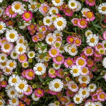Gänseblümchen Erigeron karvinskianus – 10-25cm – Ø9cm – Langblühende Bodendecker Staude – Ansicht 22
