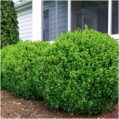 Buchsbaum – Buxus NewGen Freedom – 6 Pflanzen – je ca. 15 cm hoch – Topf Ø7 cm – kompakter, winterharter Strauch – resistent gegen Zünsler & Pilzkrankheiten – ideal für Formschnitt & Hecken 
