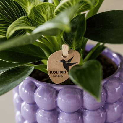 Kolibri Orchids | Pflanzenset Poppy Lila | Weiße Lausanne Orchidee 12 cm + Grünpflanze 9 cm inkl. Übertöpfen – frisch vom Züchter 