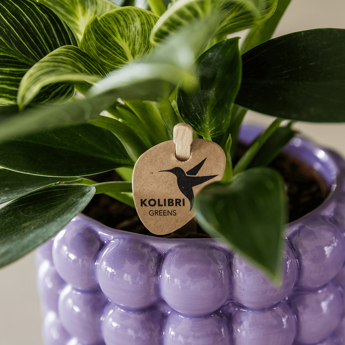 Kolibri Home | Poppy Ziertopf - Purple - Ø9cm 