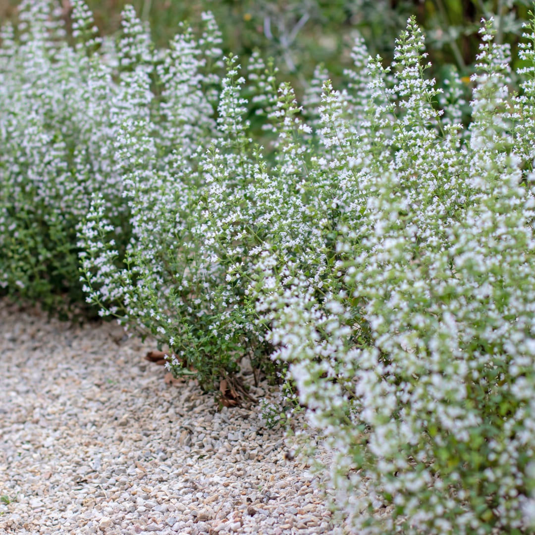 Bergminze Calamintha nepeta – Aromatische Staude für sonnige Beete & Steingarten – Ansicht 17