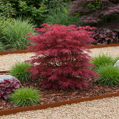 Japanischer Ahorn Acer palmatum 'Skeeter’s Broom' – Lila – Balkon- & Gartenpflanze – Ø19 cm – Ca. 70 cm hoch – Kompakter Zierahorn mit eindrucksvollem Farbspiel 