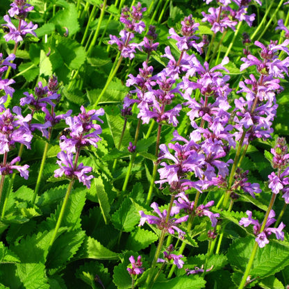 Stachys monieri Hummelo – Ø9cm – Höhe10-25cm – Blühende Staude für Beet Präriegarten Rabatte – Ansicht 22