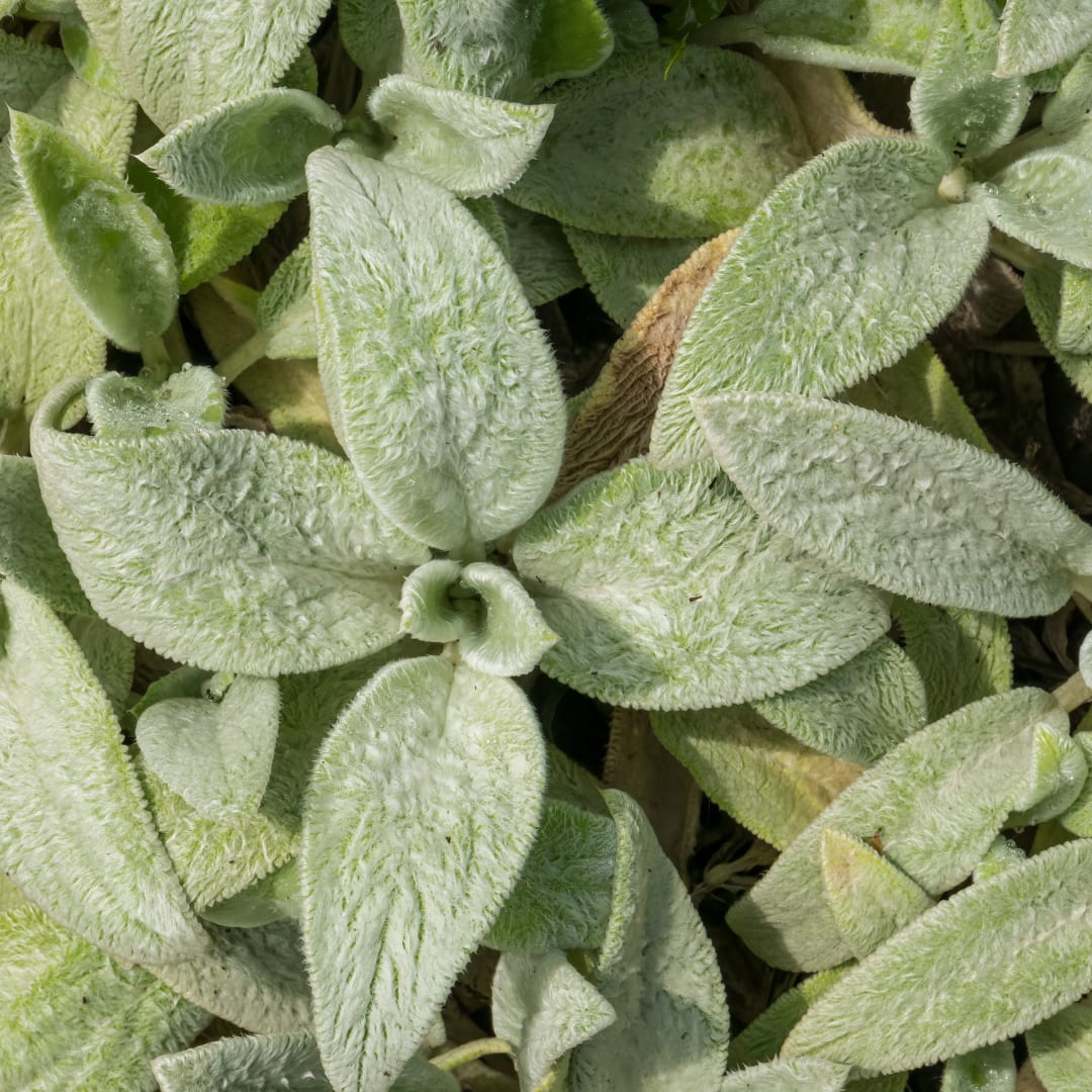 Stachys byzantina Silver Carpet – 6 Pflanzen – Ø9cm – Höhe 10-25cm – Winterharte Bodendecker Staude – Silberlaub – Trockenheitsresistent für Beet & Steingarten - Oasis of Life