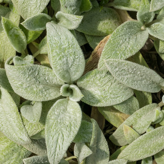 Stachys byzantina Silver Carpet – 6 Pflanzen – Ø9cm – Höhe 10-25cm – Winterharte Bodendecker Staude – Silberlaub – Trockenheitsresistent für Beet & Steingarten - Oasis of Life