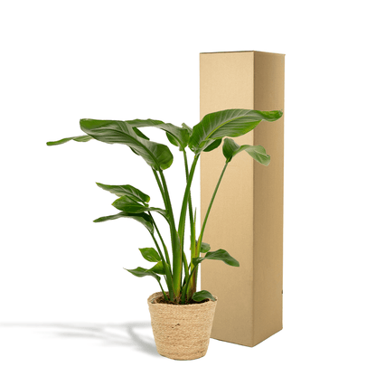 Baum-Strelitzie - Strelitzia Nicolai - Zimmerpflanze Ø19cm ↕90cm im dekorativen Korb Selin - Luftreinigende Tropenpflanze für Wohnzimmer & Büro 
