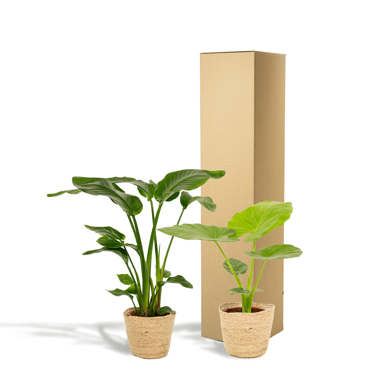 Baum-Strelitzie Strelitzia Nicolai + Alocasia Macrorrhiza + Seegras-Korb Selin – Zimmerpflanzen-Set – Ø19cm – Höhe 70-85cm – tropische & luftreinigende Pflanzen 