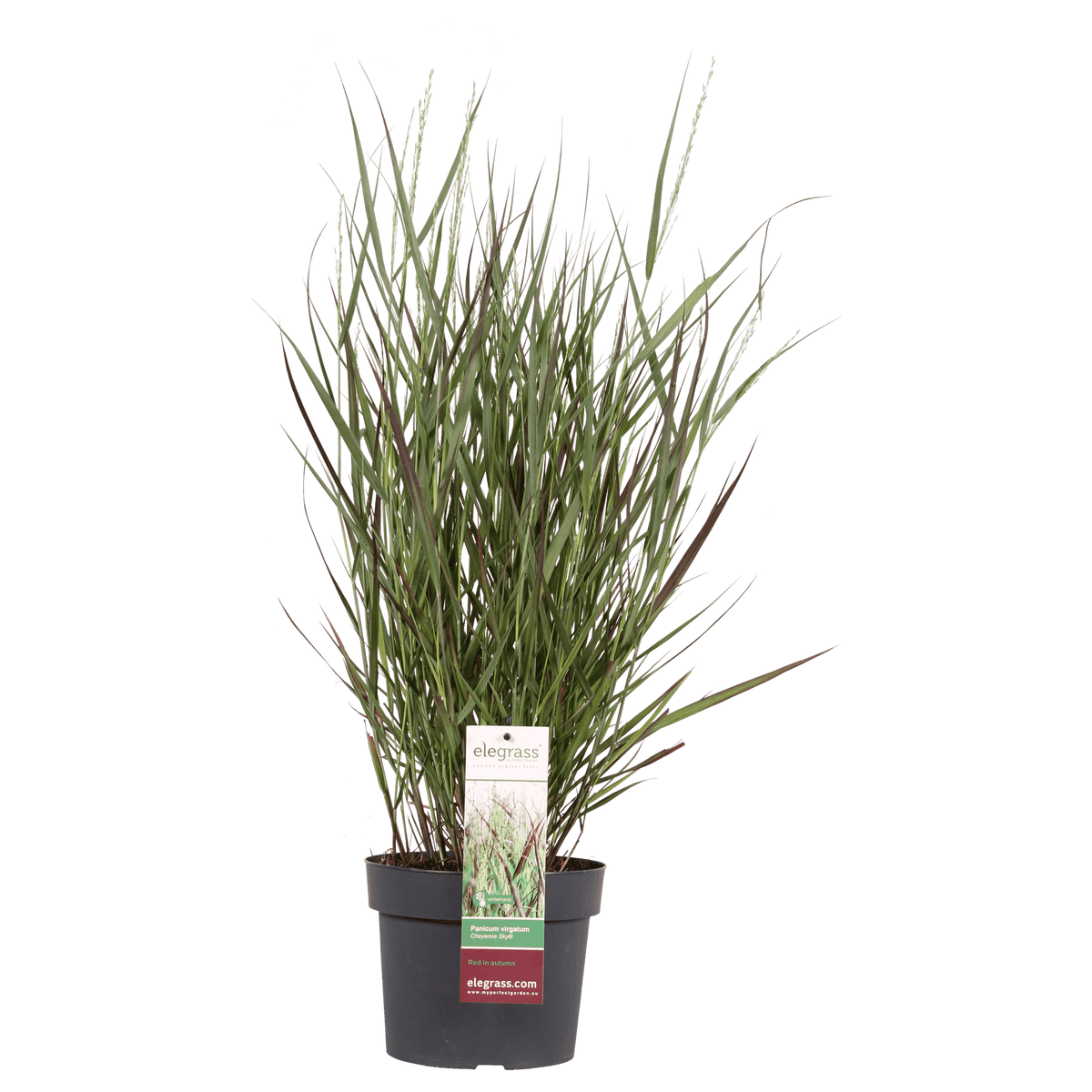 Garten-Rutenhirse - Panicum virgatum Cheyenne Sky - Ø23cm - ↕60cm - Ø19 - ↨50cm 