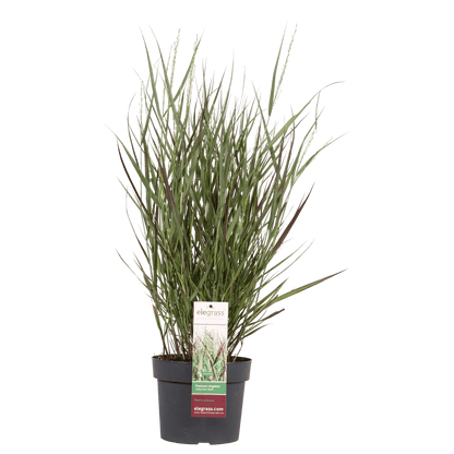 Garten-Rutenhirse - Panicum virgatum Cheyenne Sky - Ø23cm - ↕60cm - Ø19 - ↨50cm 