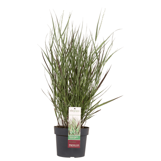 Garten-Rutenhirse - Panicum virgatum Cheyenne Sky - Ø23cm - ↕60cm - Ø19 - ↨50cm 