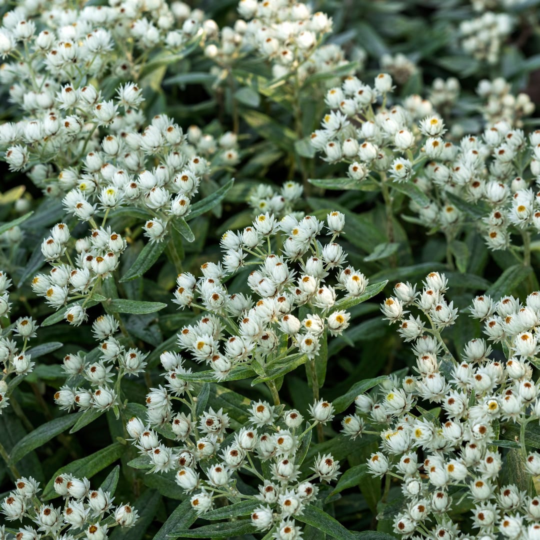Perlkörbchen Anaphalis triplinervis – 6 Pflanzen Silberstaude mit weißen Blüten – 10-25cm – Ø9cm – Winterharte Staude für sonnige Beete & Steingarten - Oasis of Life
