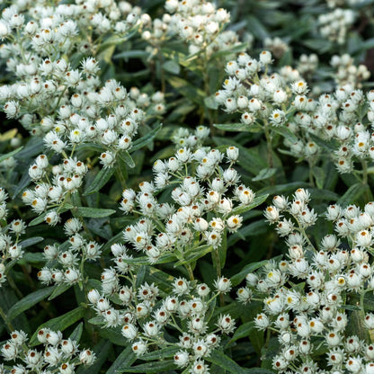 Perlkörbchen Anaphalis triplinervis – 6 Pflanzen Silberstaude mit weißen Blüten – 10-25cm – Ø9cm – Winterharte Staude für sonnige Beete & Steingarten - Oasis of Life