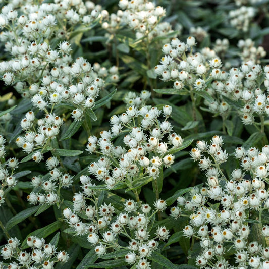 Perlkörbchen Anaphalis triplinervis – 6 Pflanzen Silberstaude mit weißen Blüten – 10-25cm – Ø9cm – Winterharte Staude für sonnige Beete & Steingarten - Oasis of Life