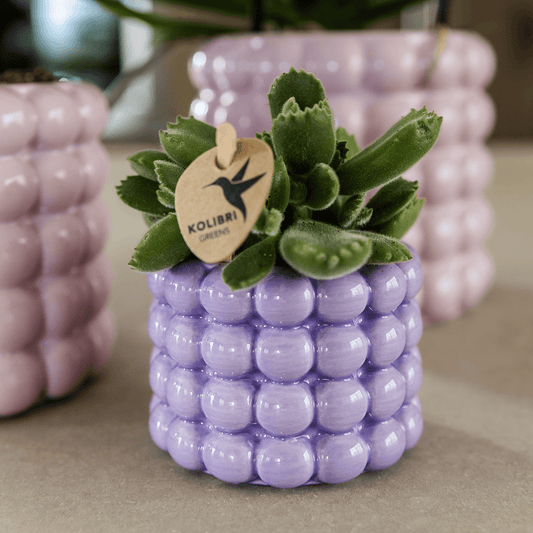 Kolibri Home | Poppy Ziertopf - Purple - Ø6cm 