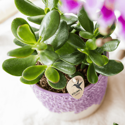Kolibri Company | Kombi‑Deal | Bloom Lila Übertopf‑Set – 6 cm + 9 cm + 12 cm 