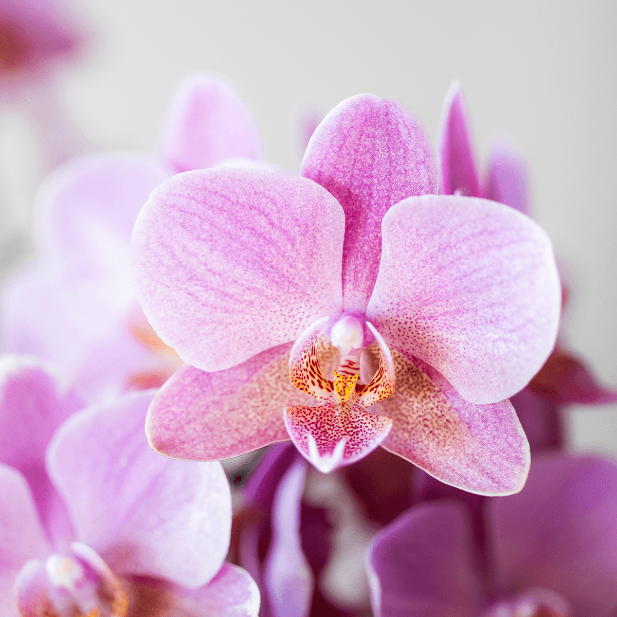 Orchidee altrosa mit grünem Diabolo Übertopf Ø9cm blühende Zimmerpflanze frisch vom Züchter inklusive Gießdocht dekorative Phalaenopsis für Wohnzimmer Büro Geschenkidee 
