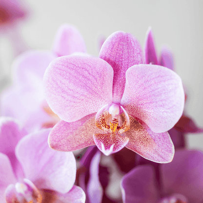 Orchidee altrosa mit grünem Diabolo Übertopf Ø9cm blühende Zimmerpflanze frisch vom Züchter inklusive Gießdocht dekorative Phalaenopsis für Wohnzimmer Büro Geschenkidee 