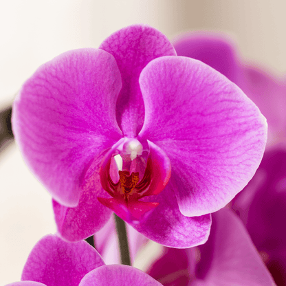 Kolibri Orchids | Lila Freeride Niagara Falls Orchidee + Poppy White Übertopf – Topfgröße Ø12 cm | Blühende Zimmerpflanze – Frisch vom Züchter 