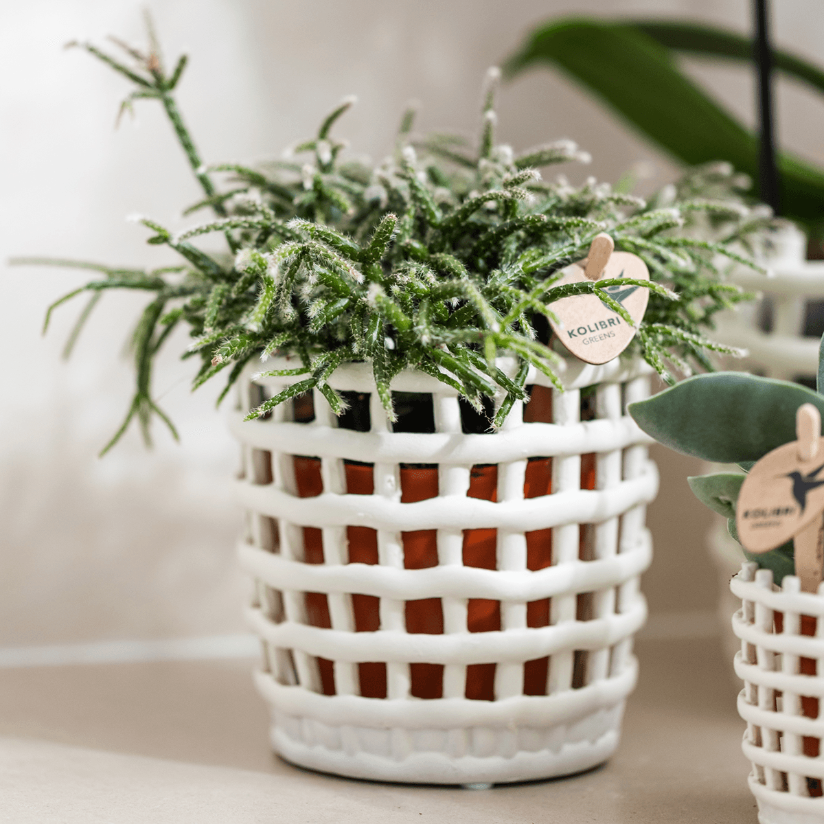 Kolibri Company | Pflanzenset Mesh White | Rosa Niagara Falls Orchidee 12 cm + Grünpflanzen inkl. Übertöpfen – Frisch vom Züchter 