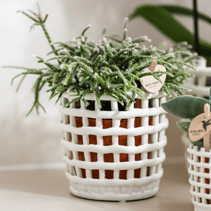 Kolibri Company | Pflanzenset Mesh White | Rosa Niagara Falls Orchidee 12 cm + Grünpflanzen inkl. Übertöpfen – Frisch vom Züchter 