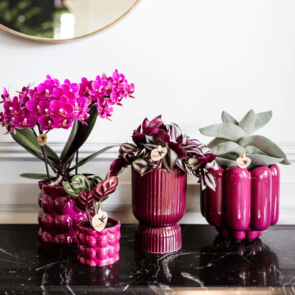 Kolibri Home | Diabolo-Ziertopf | Ø9cm - Burgundy 