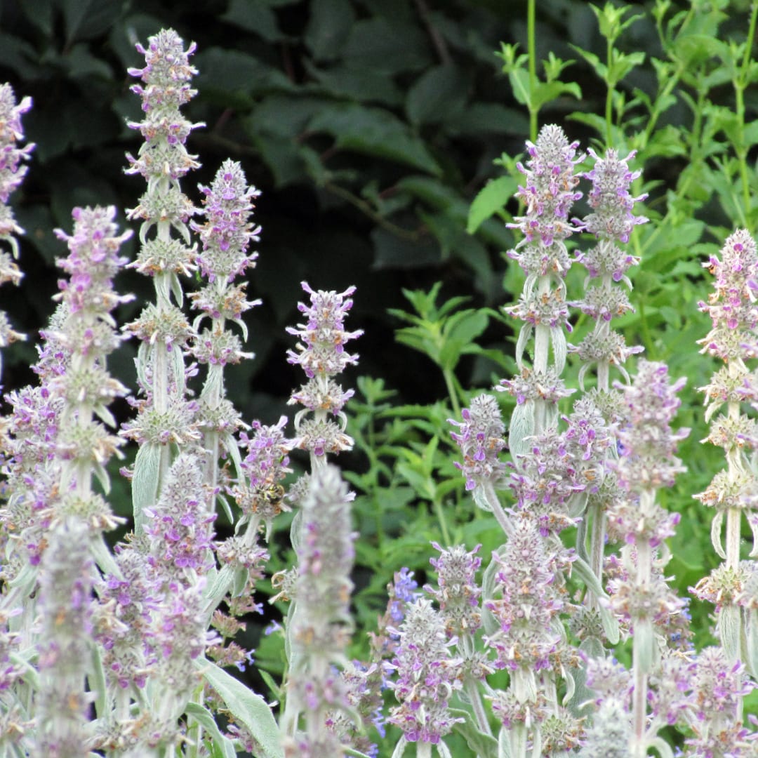 Stachys byzantina Silver Carpet – 6 Pflanzen – Ø9cm – Höhe 10-25cm – Winterharte Bodendecker Staude – Silberlaub – Trockenheitsresistent für Beet & Steingarten - Oasis of Life