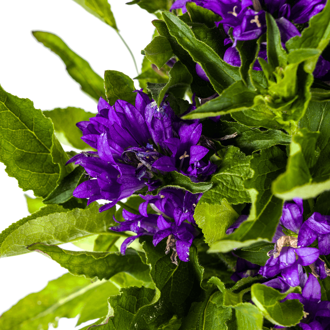 Glockenblume - Campanula glomerata 'Genti Blue' – Ø19 cm – Höhe 30–40 cm – violettblaue Blüten – Winterharte Staude für Beet, Steingarten & Rabatte 